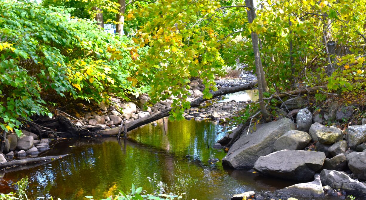 A photograph of a stream with a fallen tree across it.
