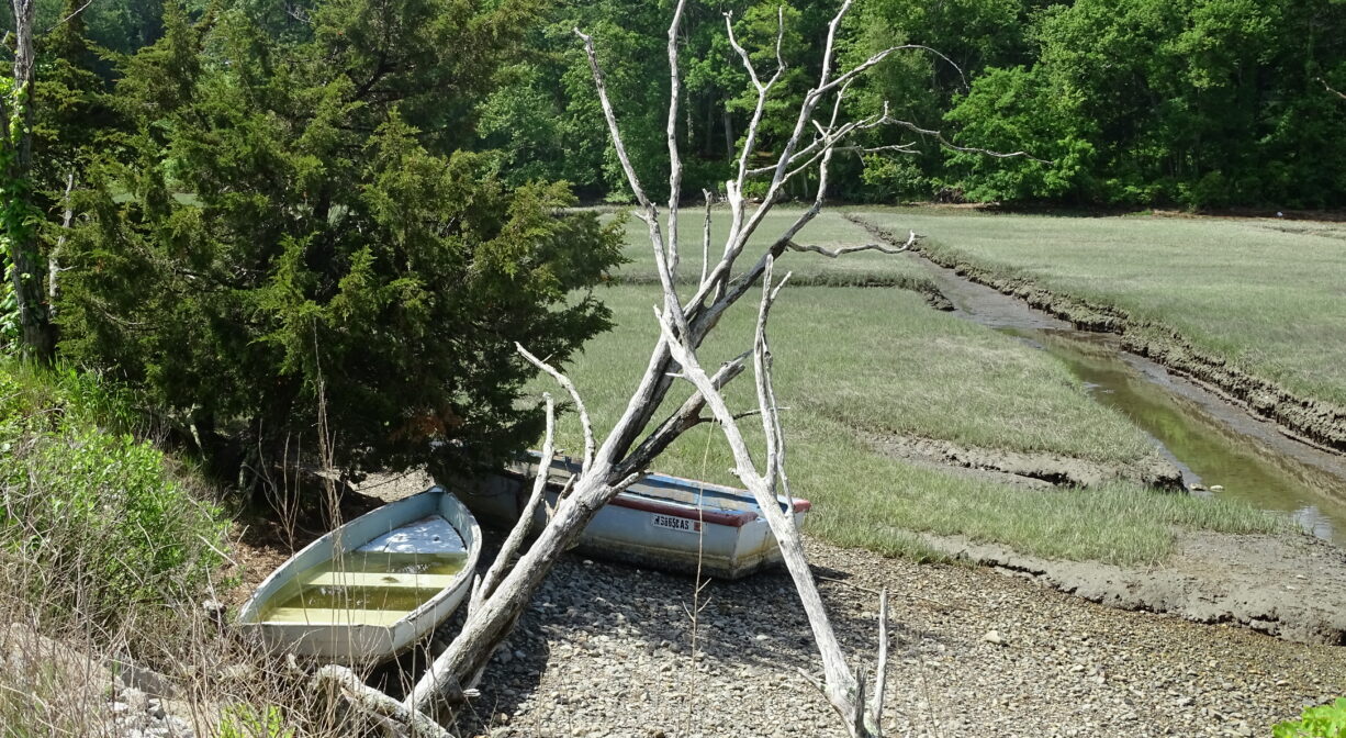 A photograph of two small row boats at the edge of a marsh.