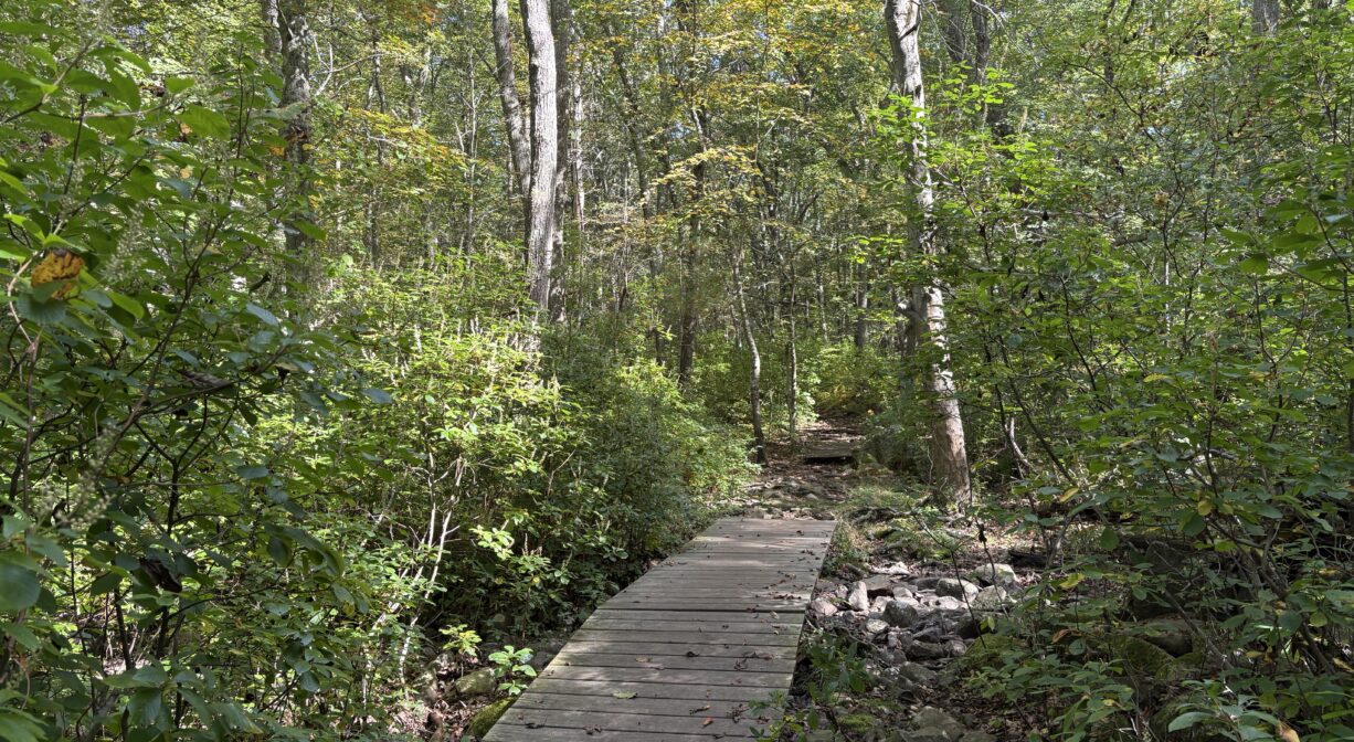 A photograph of a boardwalk on a forest trail.