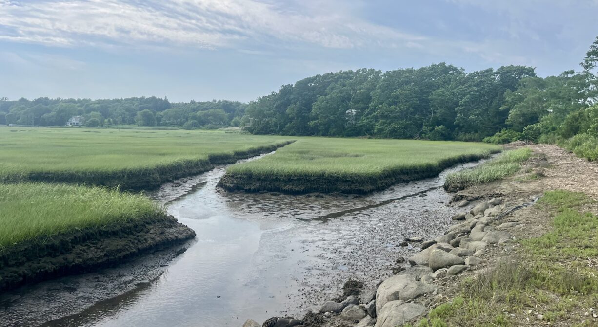 A photograph of a salt marsh creek at low tide.