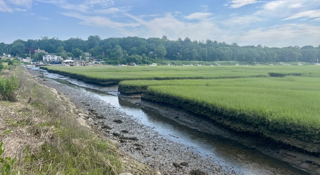 A photograph of a salt marsh creek at low tide, with a marina in the distance.