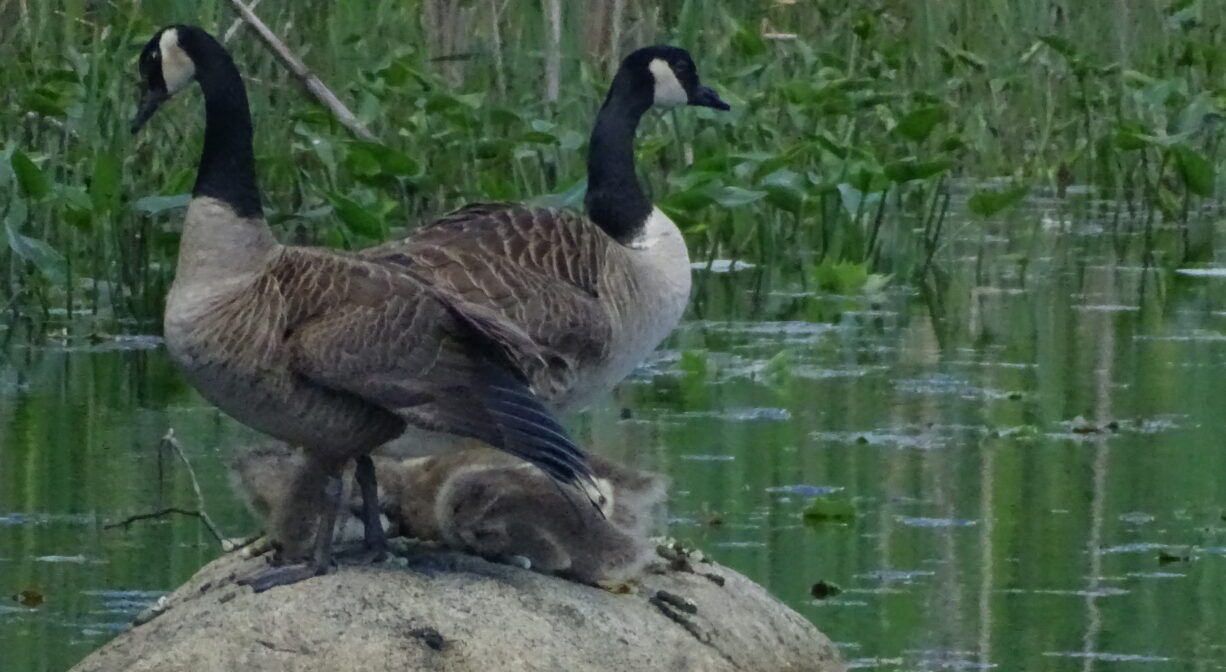 A photograph of two mature and a few juvenile Canada geese.