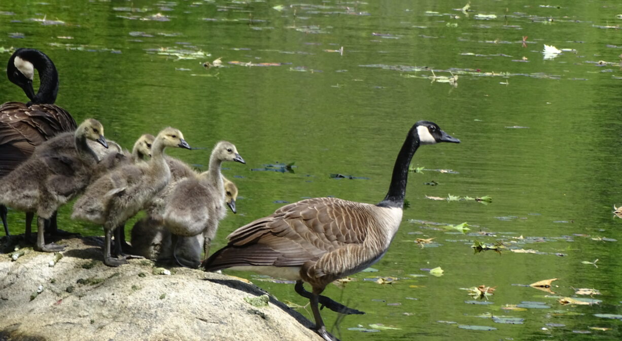 A photograph of canada geese entering a pond.