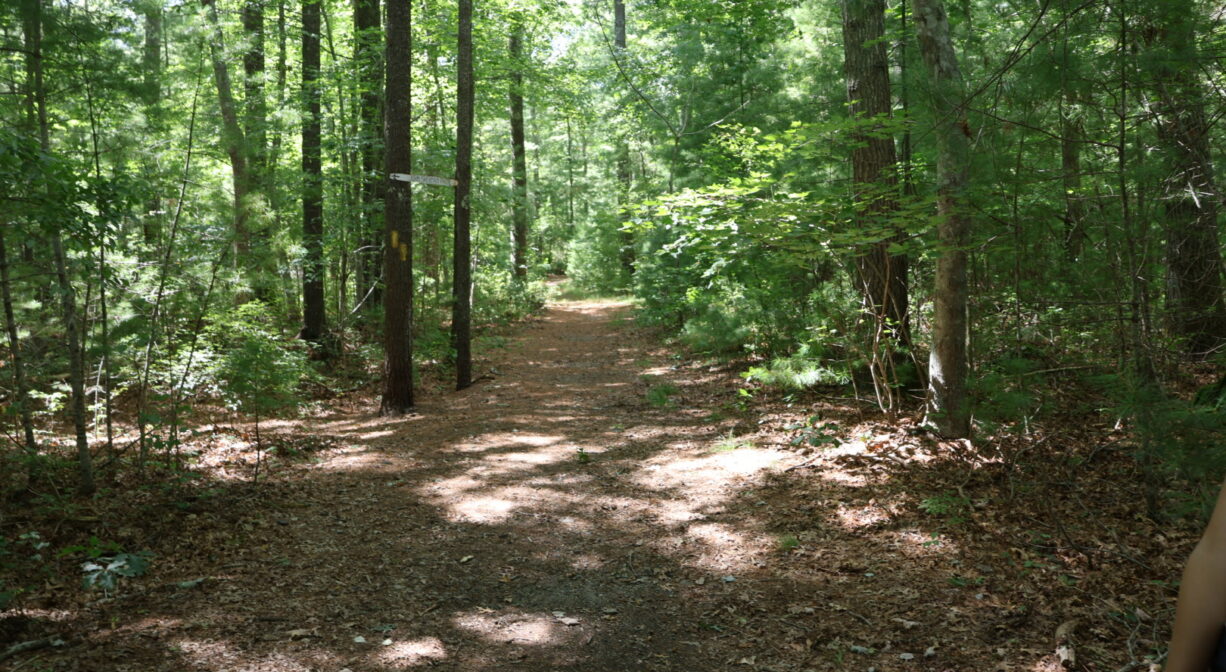 A photograph of a wide trail into a green forest.