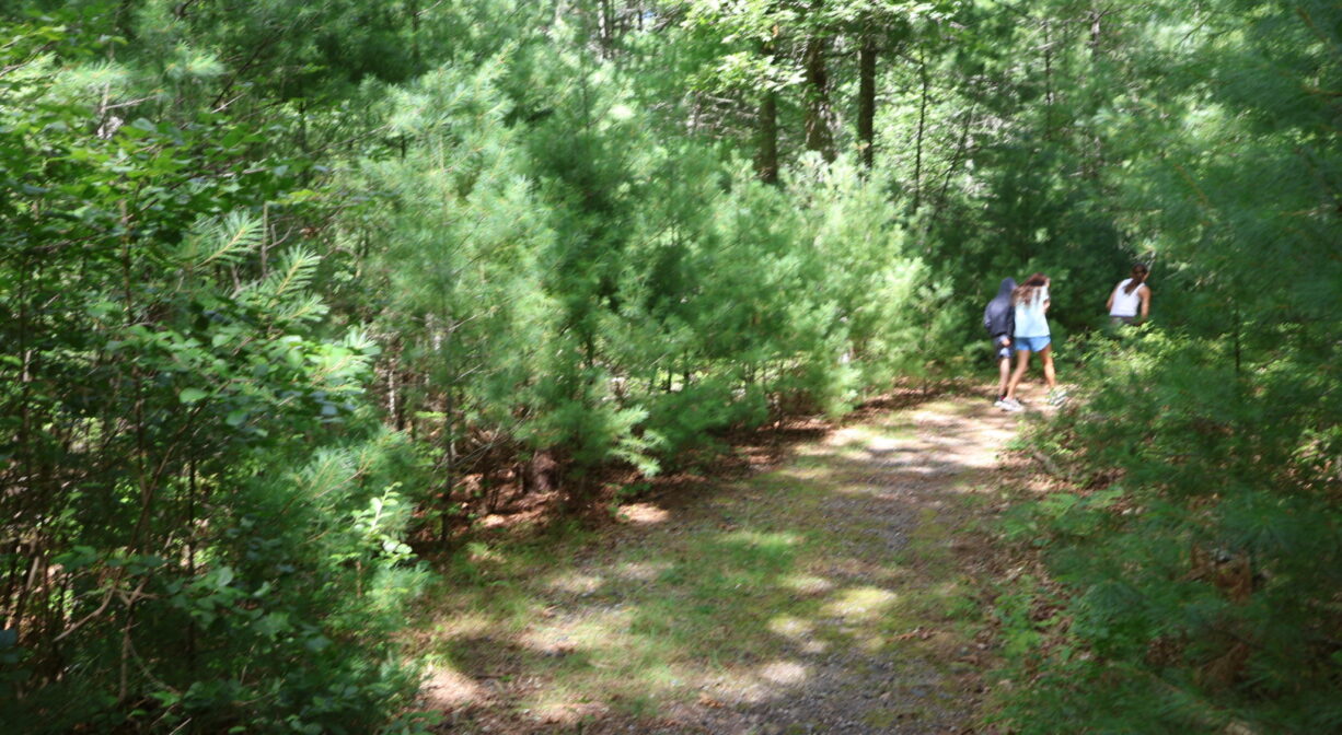 A photograph of a few people walking on a forest trail.