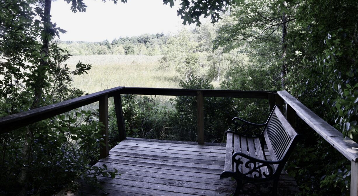A photograph of an observation platform with a bench, beside a freshwater wetland.