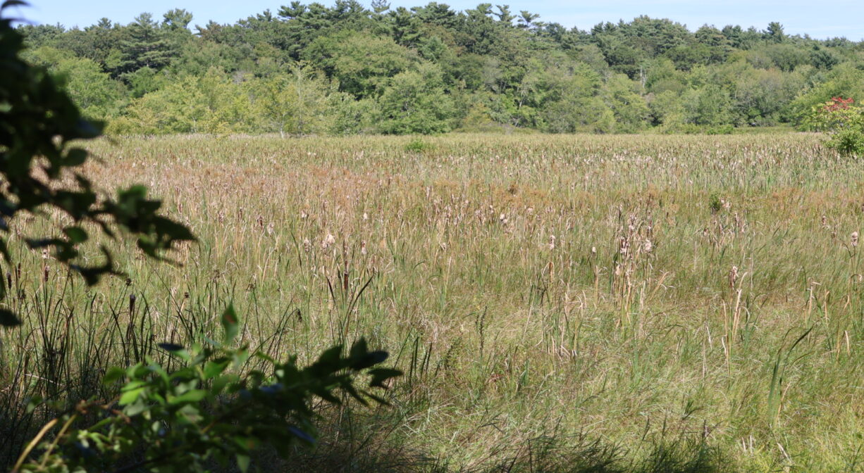 A photograph of a freshwater marsh with forest in the distance.