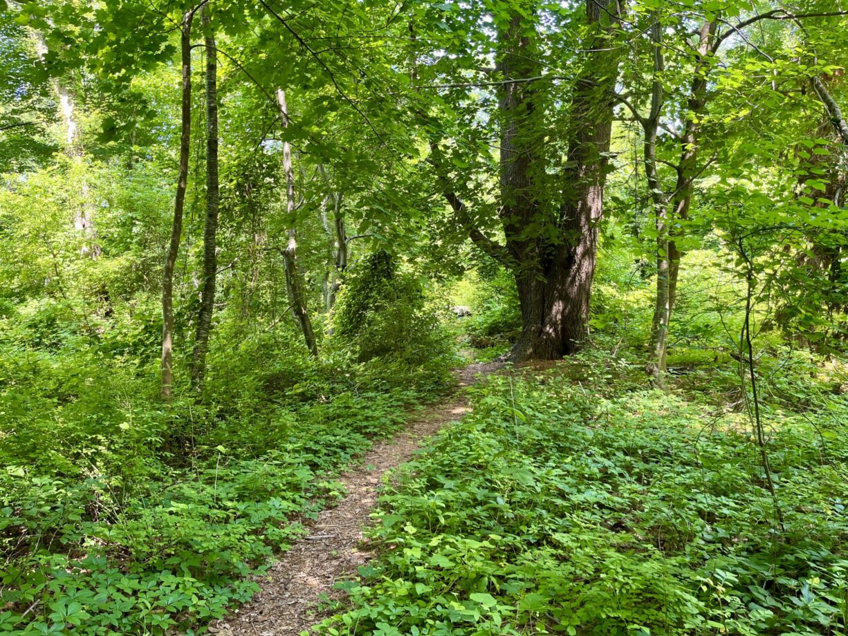 Ferry Hill Thicket North and South Rivers Watershed Association