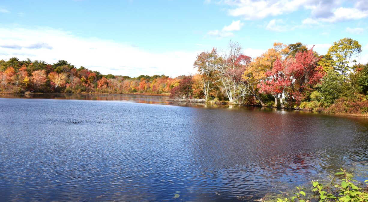 A photograph of a pond with colorful foliage on the trees around it.