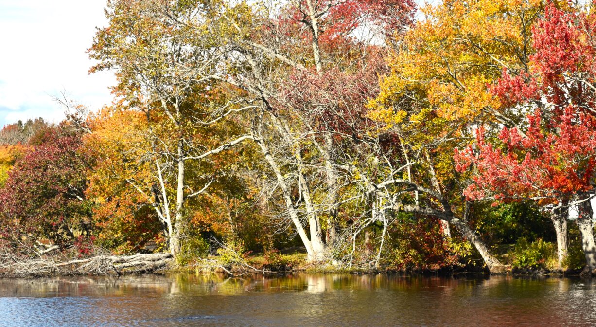 A photograph of a pond with colorful trees on the shoreline.