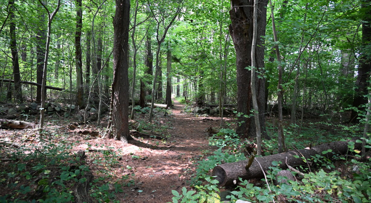 A photograph of a trail through a green forest.