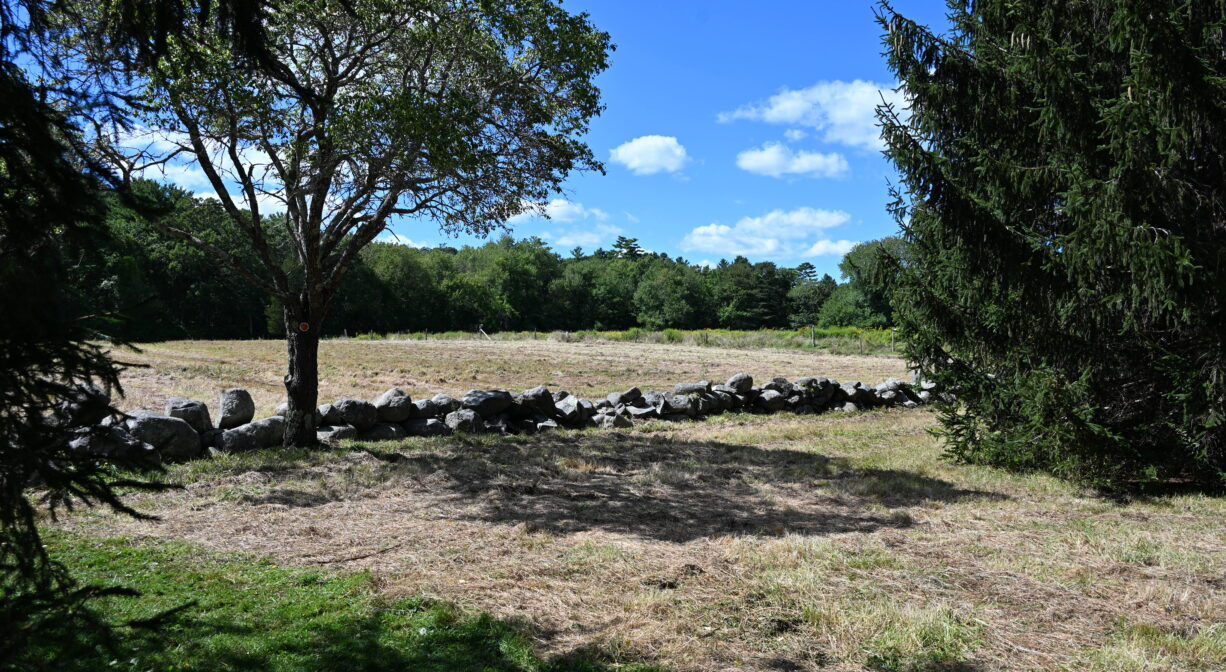 A photograph of an open field with a stone wall and two trees.