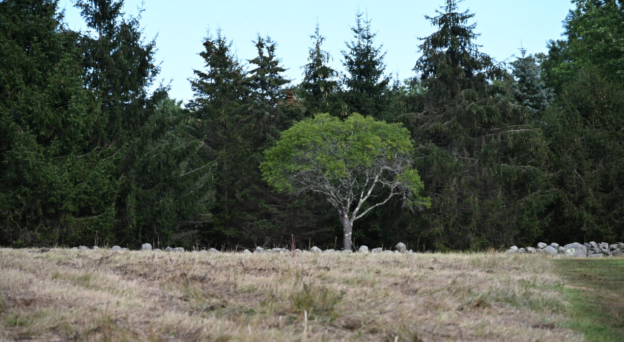 A photograph of an open field with a stone wall and a single tree, with forest in the background.