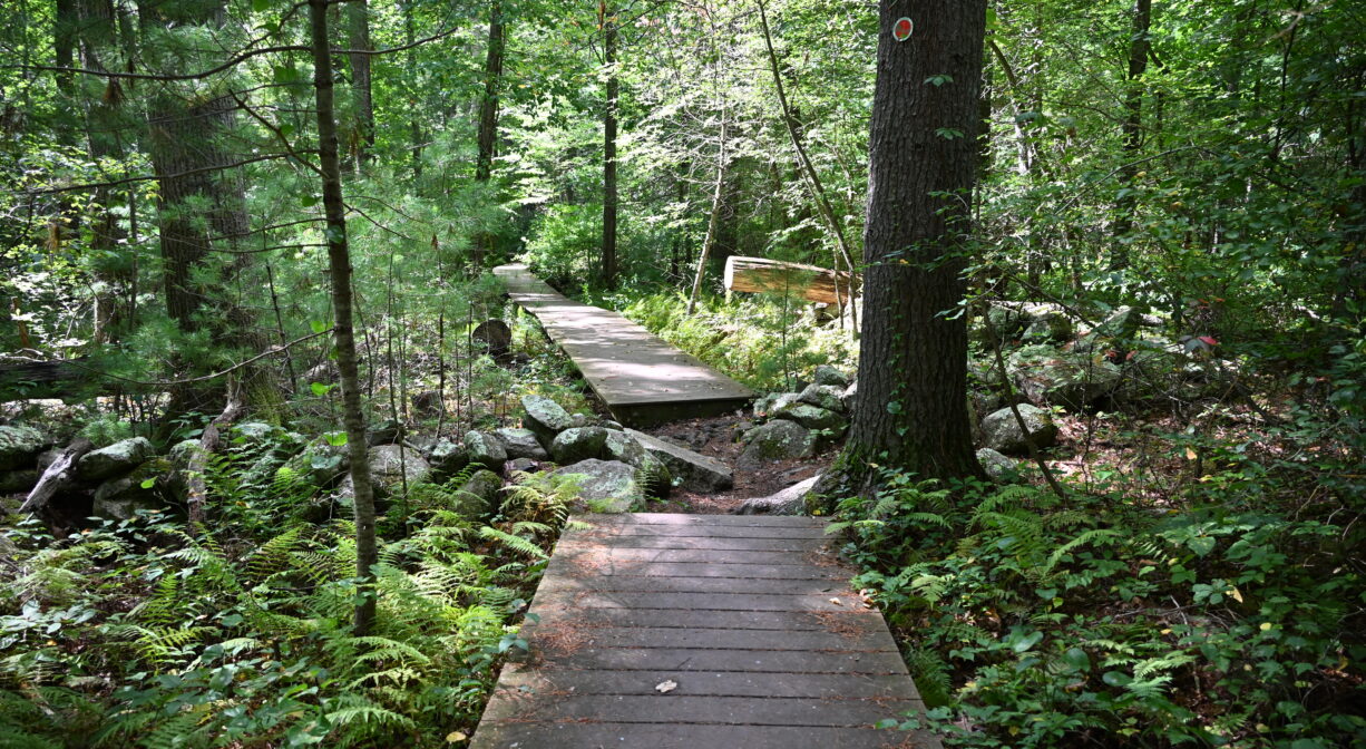 A photograph of a boardwalk trail through a forest.
