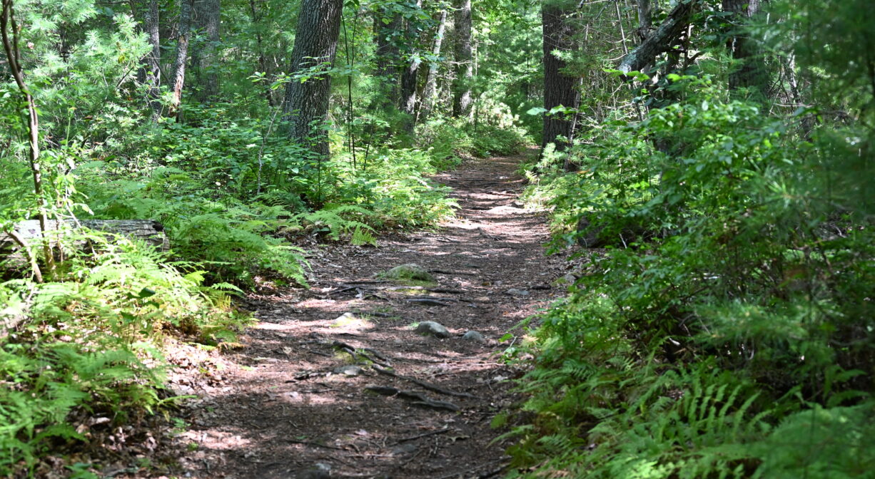 A photograph of a forest trail bordered by ferns.