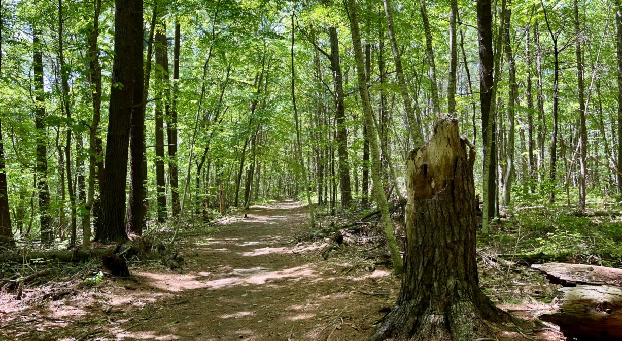 A photograph of a wide forest trail with green trees plus one broken tree in the foreground.