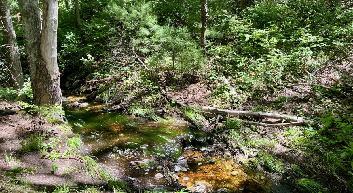 A photograph of a stream flowing through a forest.