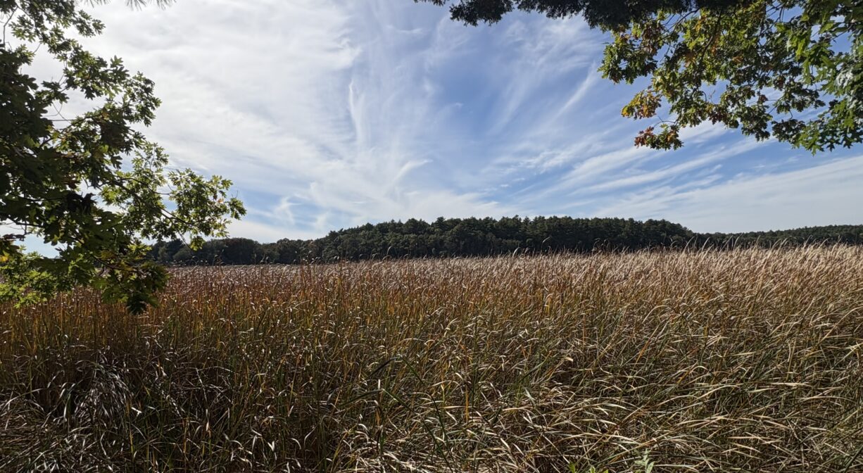 A photograph of a salt marsh viewed from a forest.