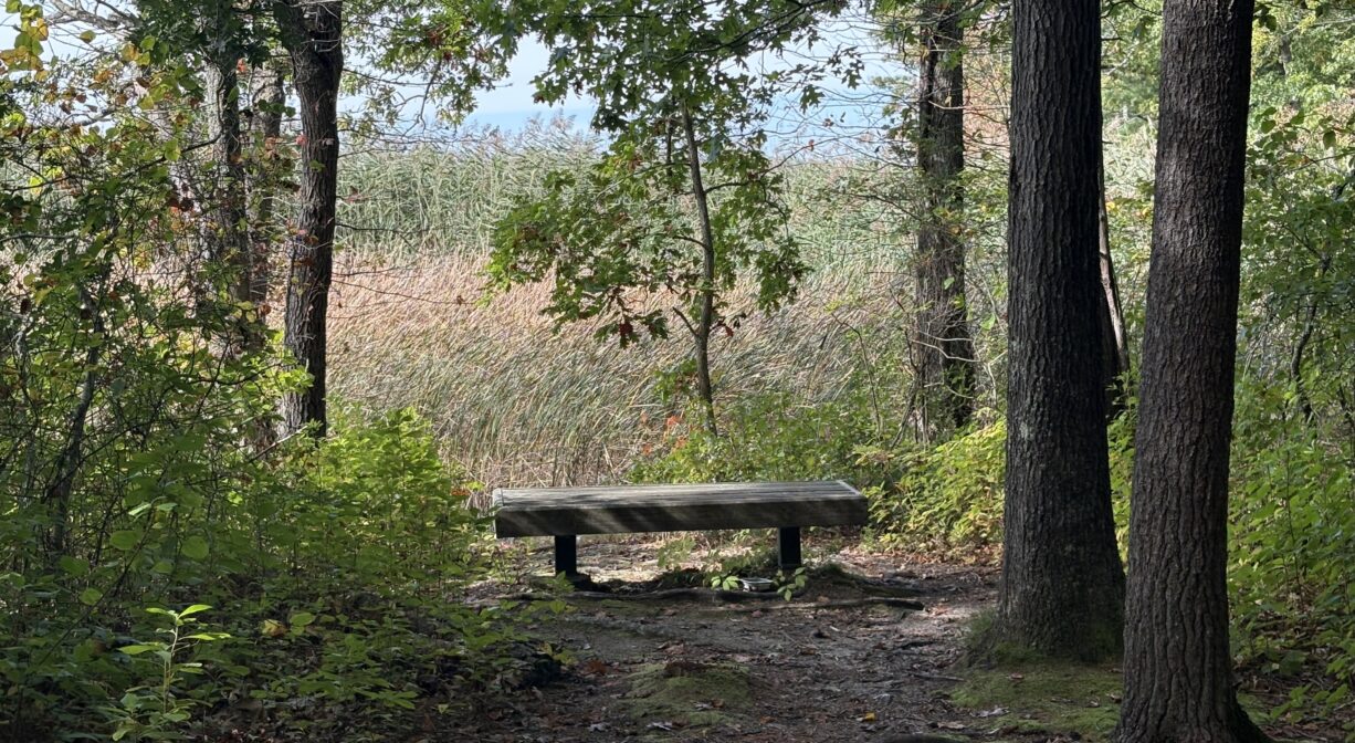 A photograph of a bench in a forest at the edge of a marsh.