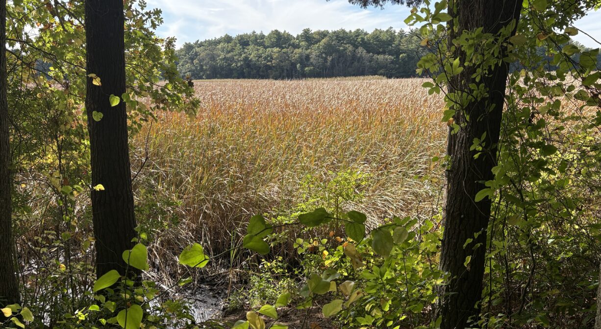 A photograph of a marsh viewed from a forest.