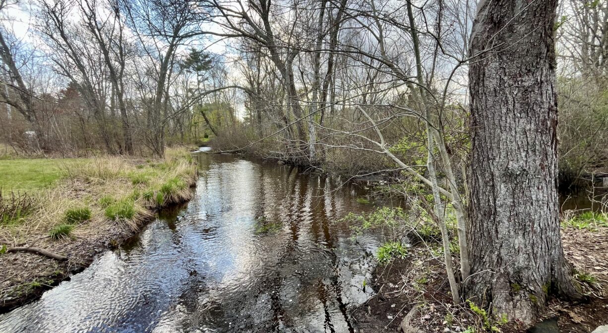 A photograph of a stream flowing from a grassy area into a freshwater wetland.