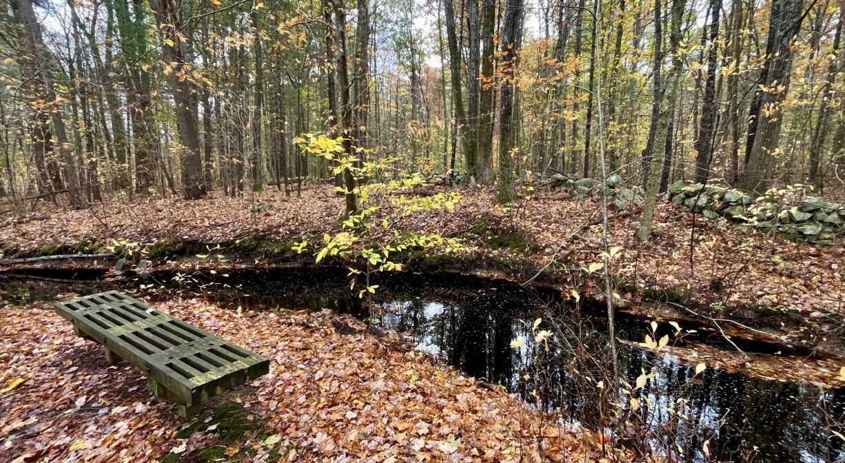 A photograph of a bench beside a stream in a forest with lots of colorful autumn leaves.