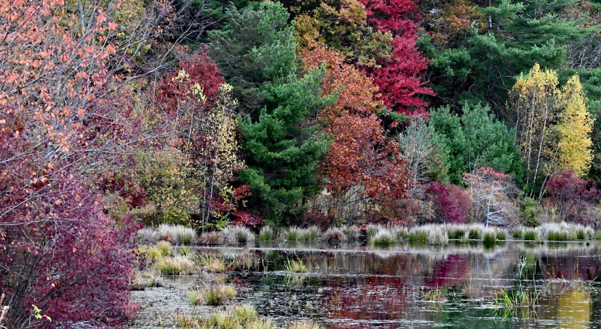 A photograph of a pond and wetland surrounded with colorful autumn trees.