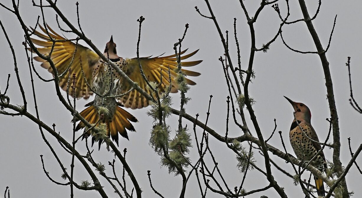 A photograph of two birds in a shrub with a grey sky.