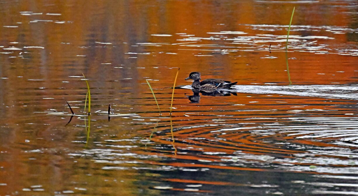 A photograph of a duck on a pond.