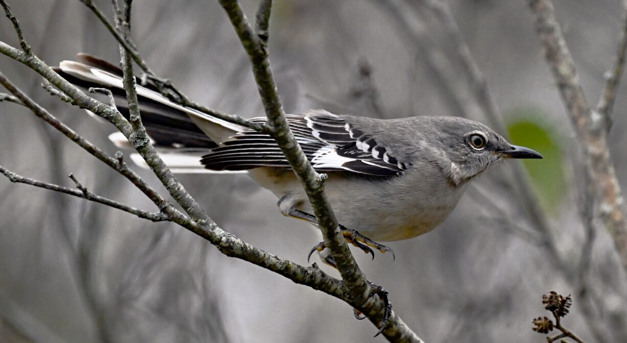 A photograph of a grey, black and white bird in a shrub.