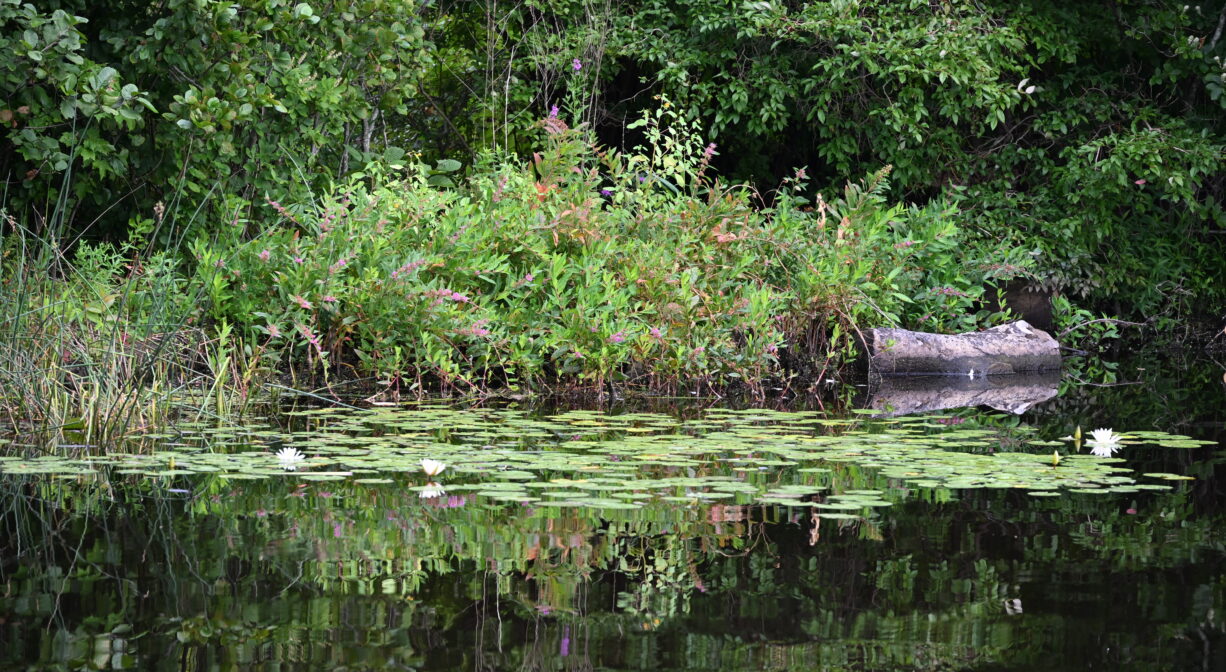 A photograph of the edge of a pond with lilypads in the foreground.