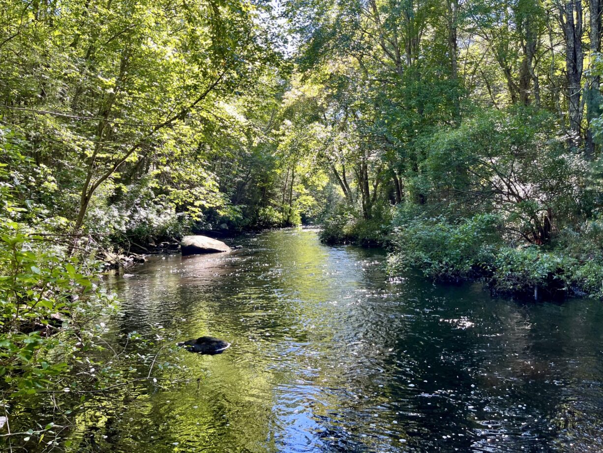 A photograph of a river with green foliage.