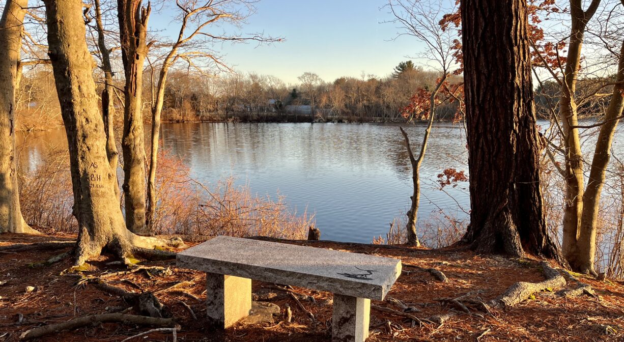 A photograph of a bench beside a pond in a forest.