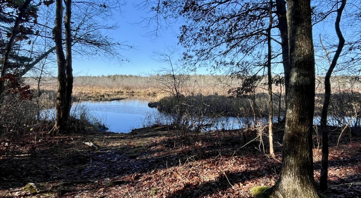 A photograph of a river viewed through a forest.