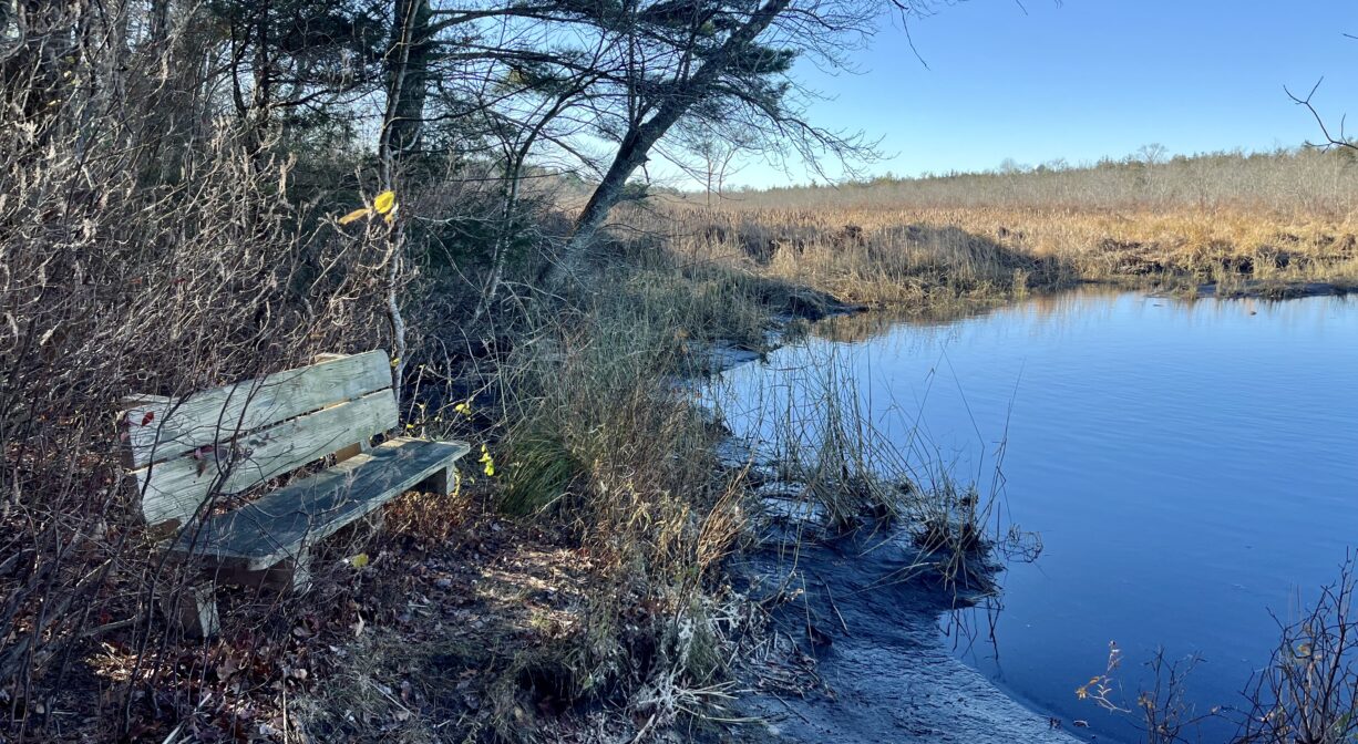A photograph of a bench in a forest beside a river.