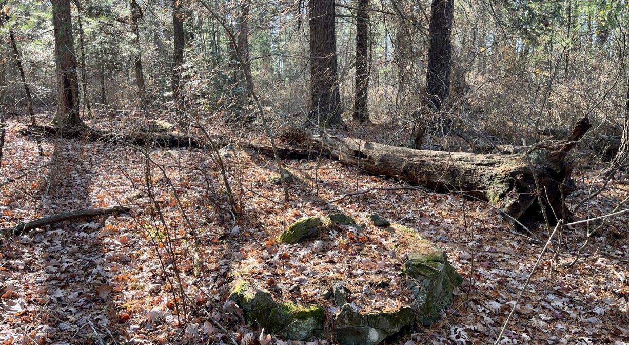 A photograph of an old well on a forest floor.