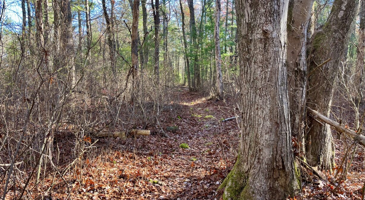 A photograph of a forest trail.