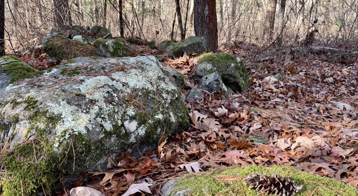 A photograph of mossy rocks on the forest floor, with colorful leaves and a pine cone.