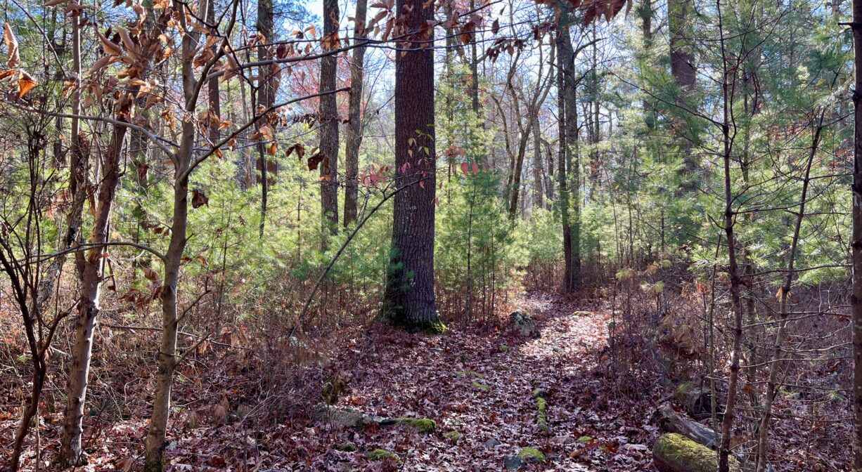 A photograph of a forest trail with some mossy rocks and fall leaves.