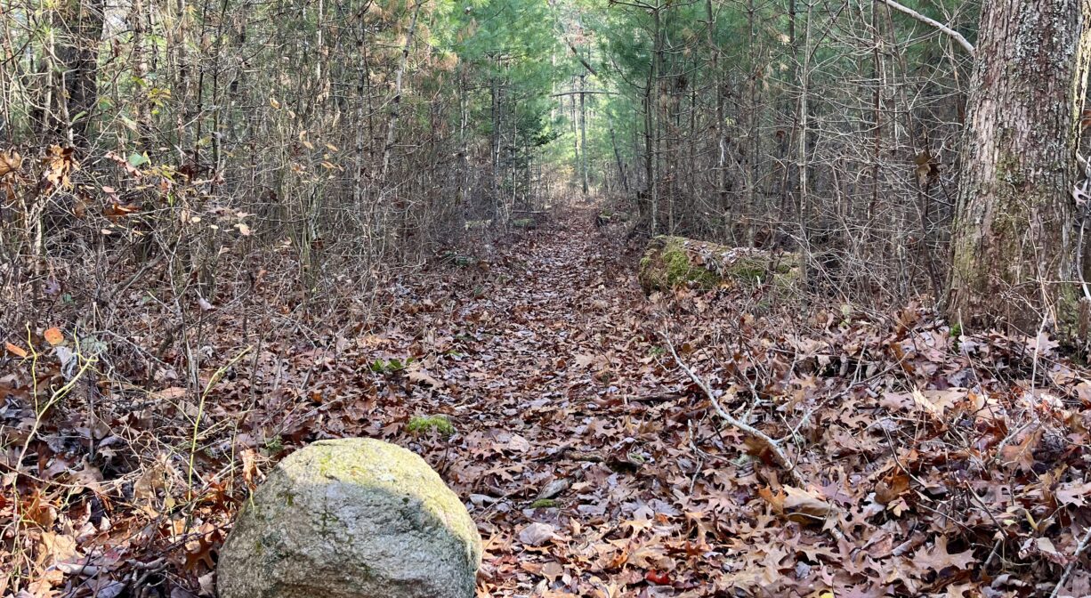 A photograph of a narrow straight forest trail with a rock in the foreground.