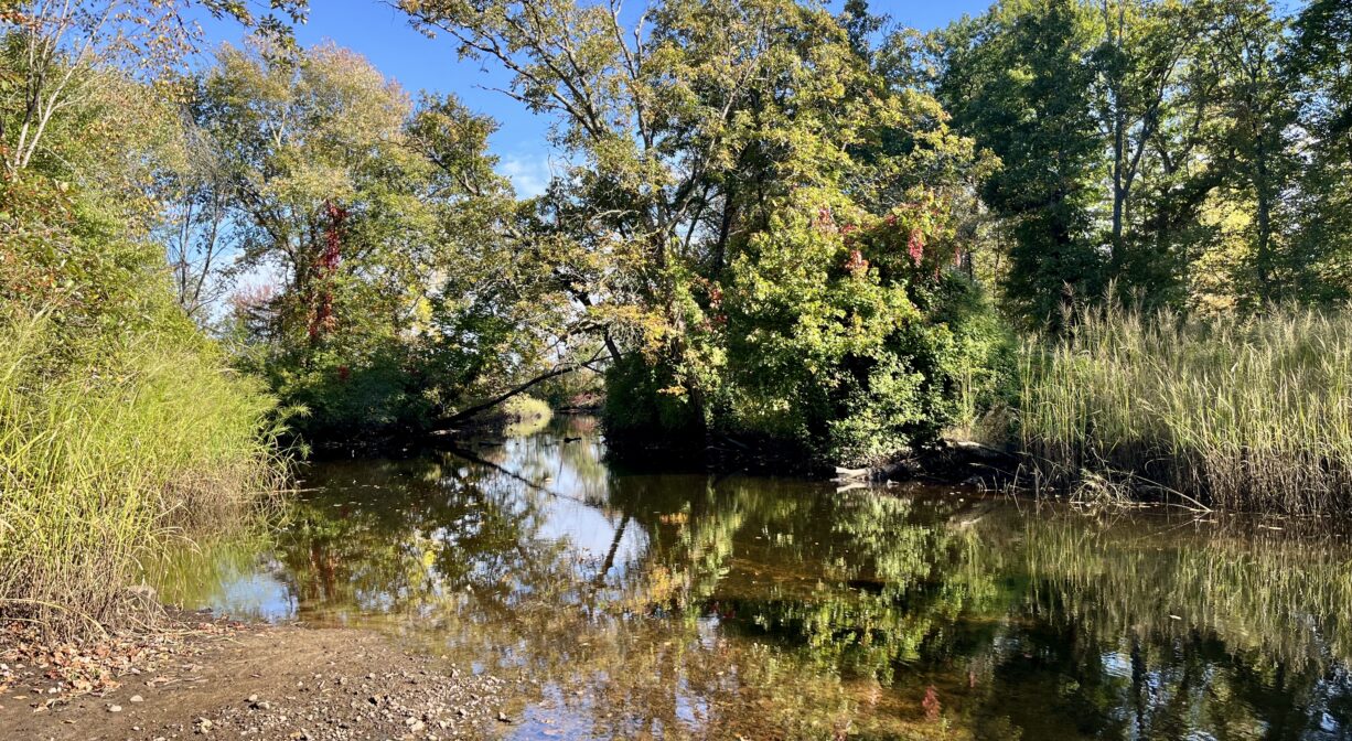 A photograph of a river with trees on both sides.