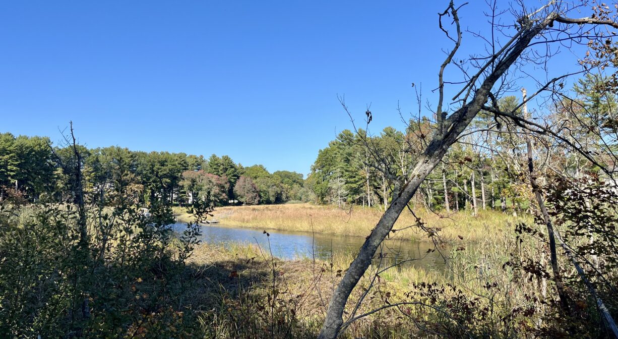 A photograph of a river surrounded with marsh, with a leaning tree in the foreground.