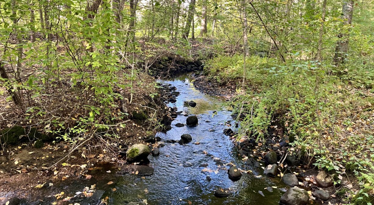 A photograph of a stream flowing through a forest.
