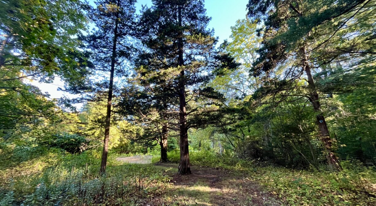 A photograph of a forest trail leading to a clearing.