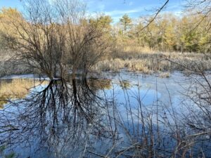 A photograph of a wetland reflecting a blue sky.