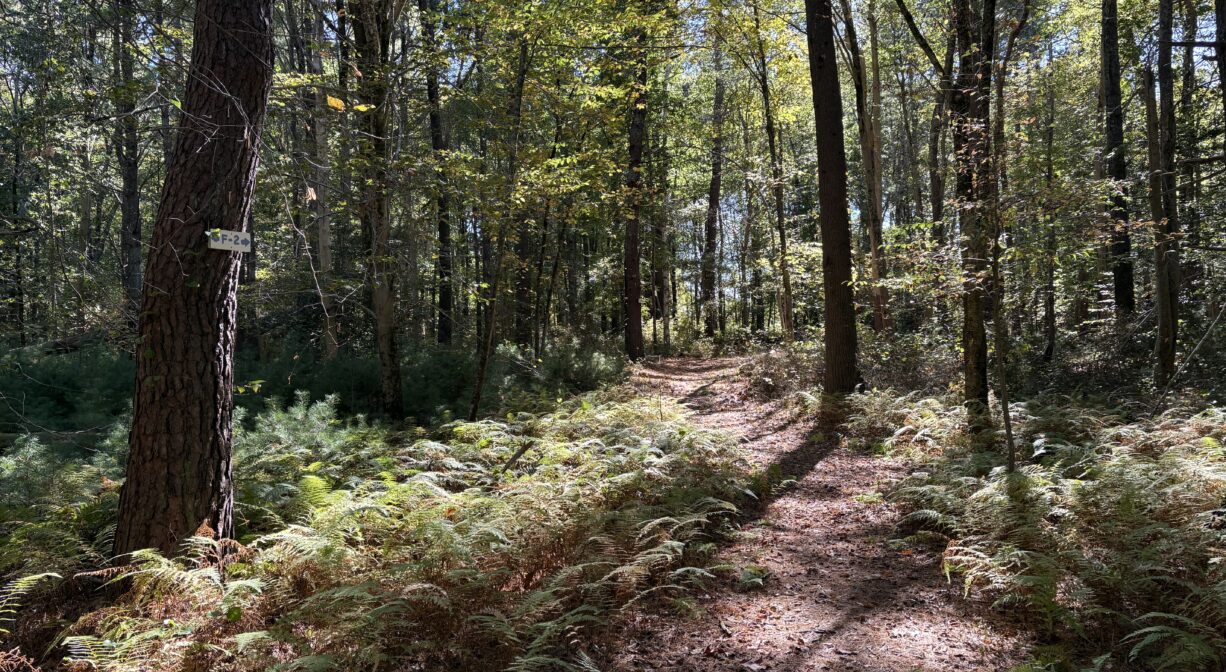 A photograph of a forest trail, lined with ferns.