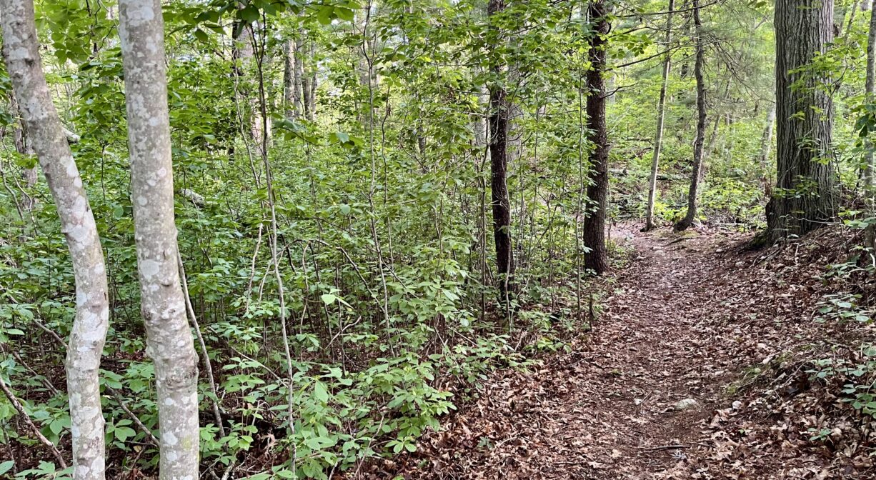 A photograph of a forest trail with two narrow trees to one side.