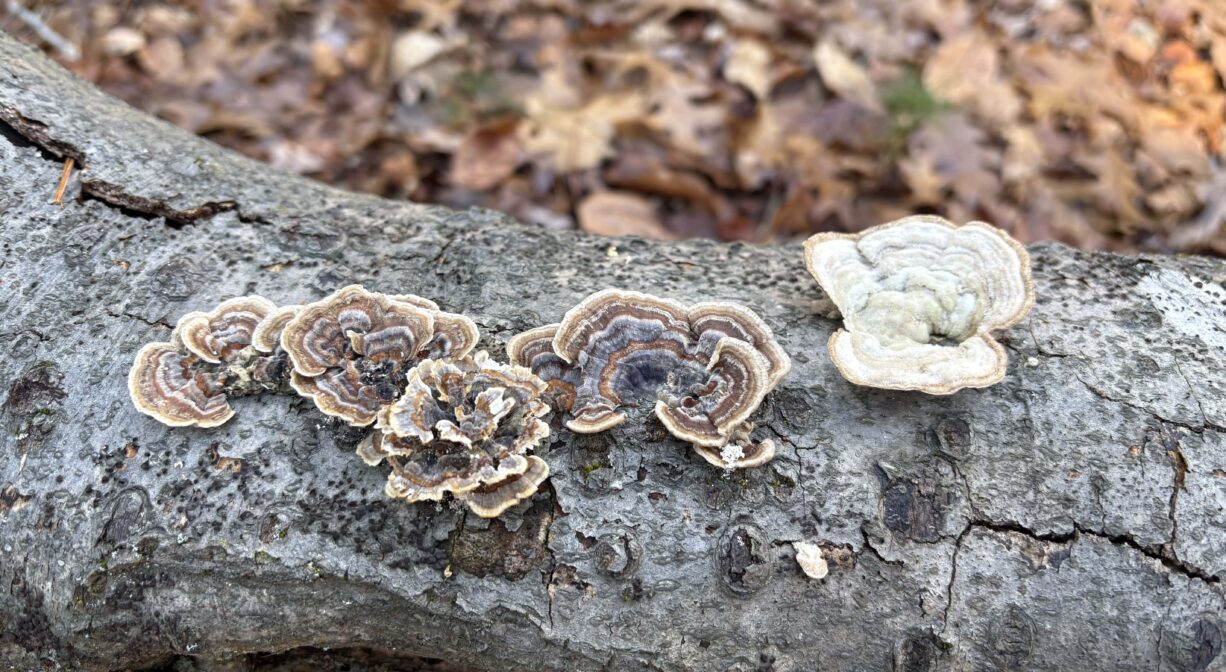 A photograph of fungus growing on a tree branch in a forest.