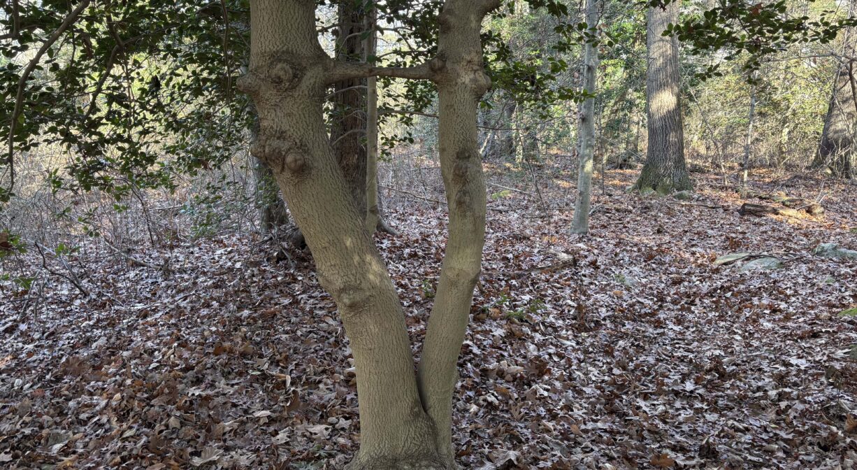 A photograph of two trees that have grown together, in a forest.