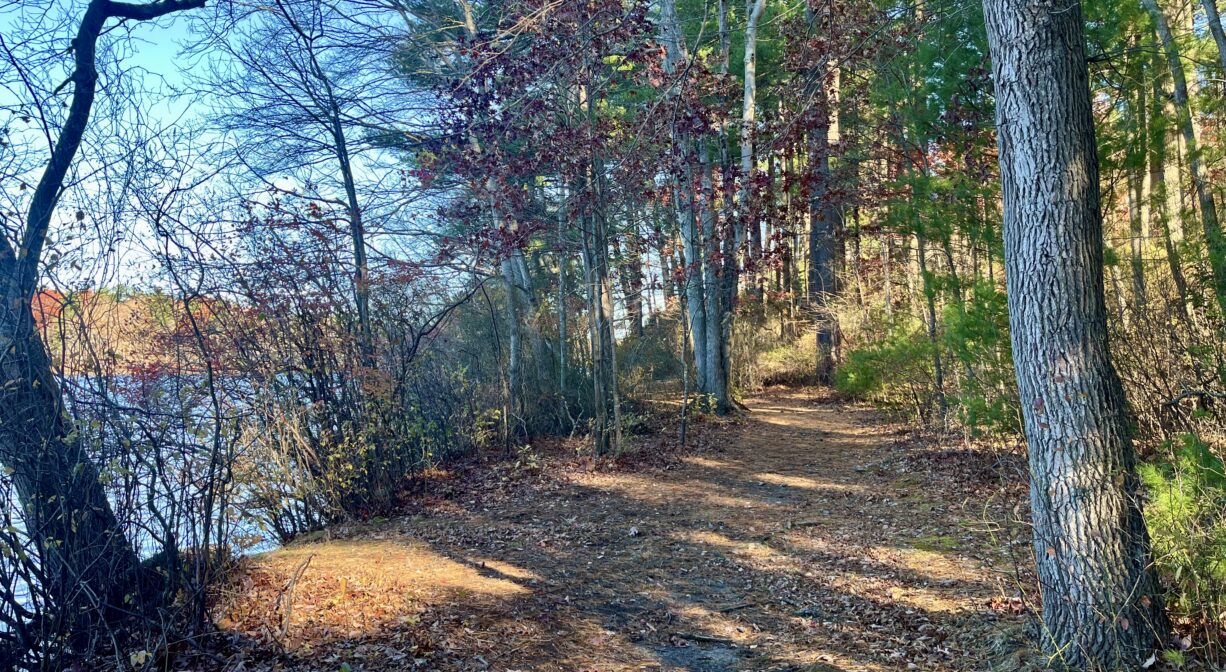 A photograph of a wide forest trail beside a pond.